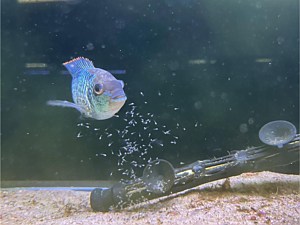 Blue Acara with Fry